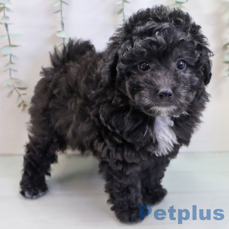 トイ・プードル