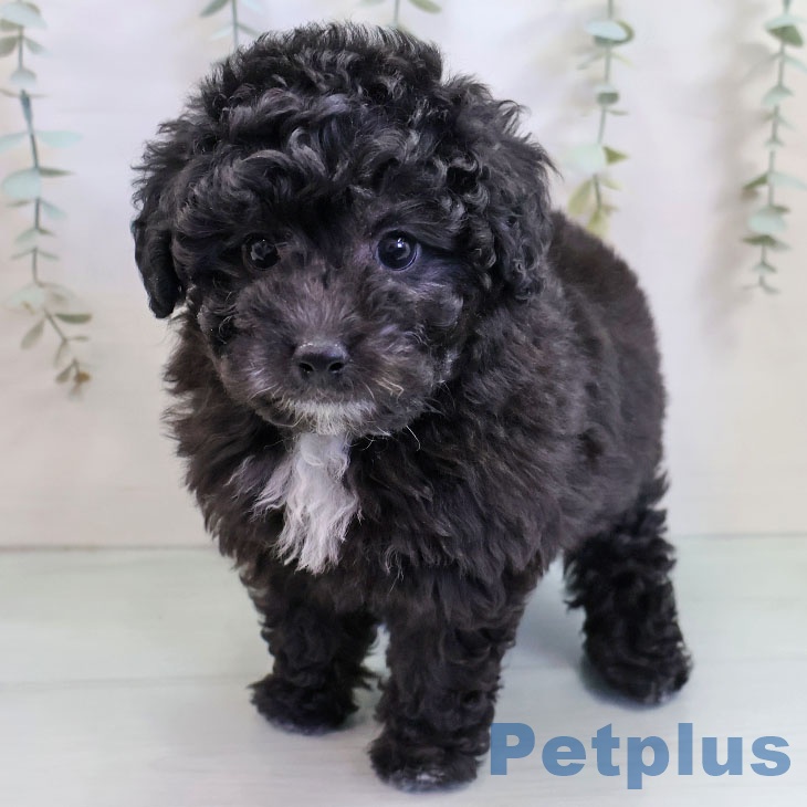 トイ・プードルの写真2