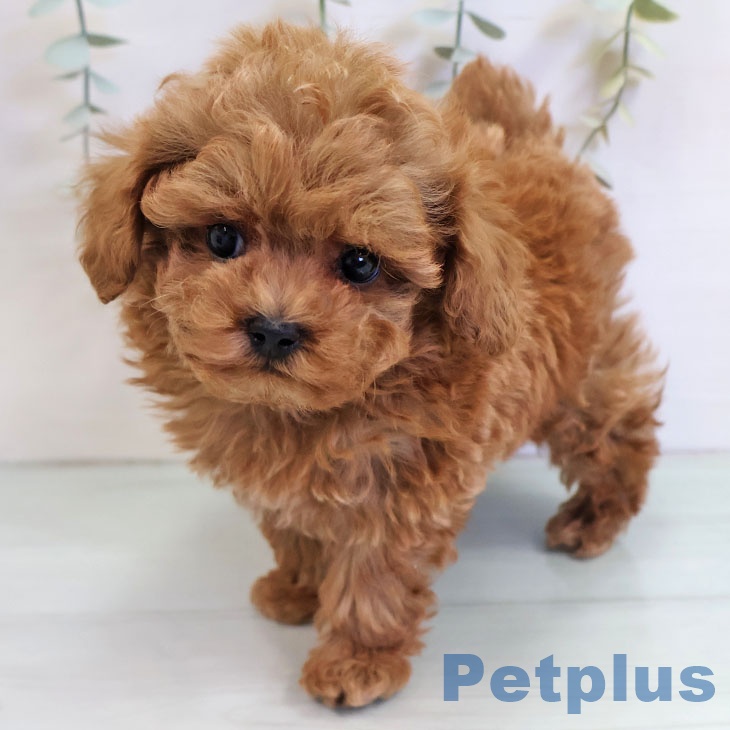 トイ・プードル