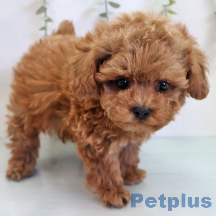 トイ・プードルの写真2