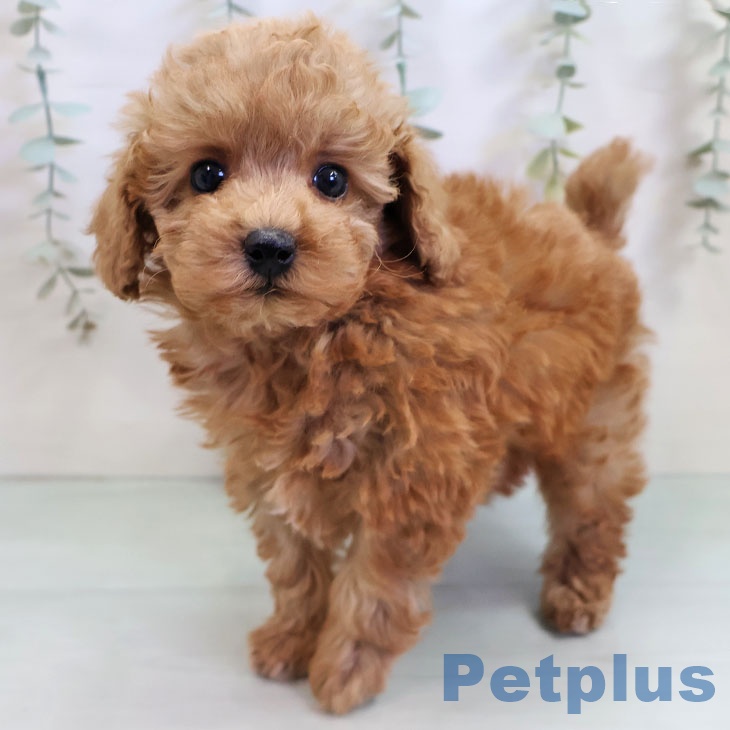 トイ・プードル