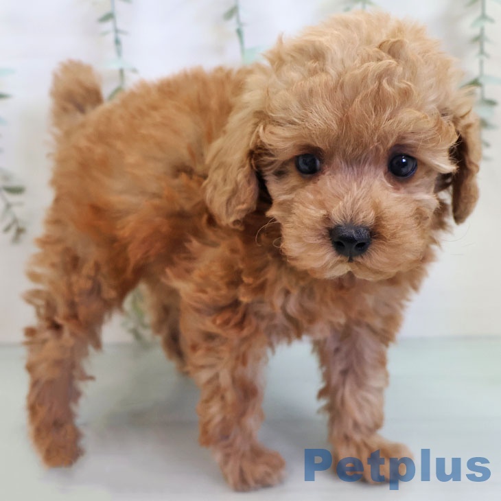 トイ・プードル