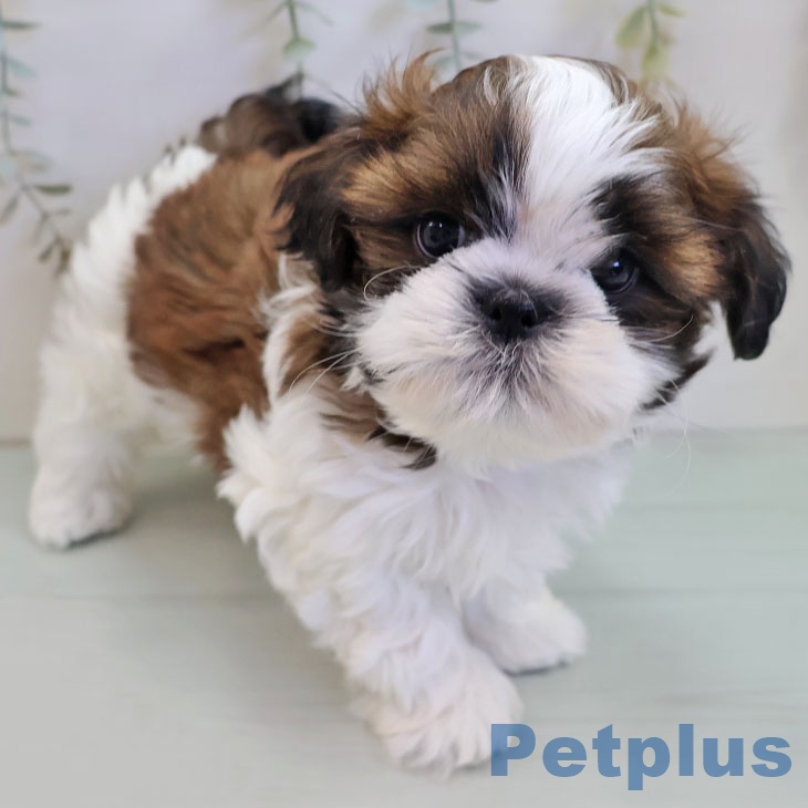 シー・ズーの写真2