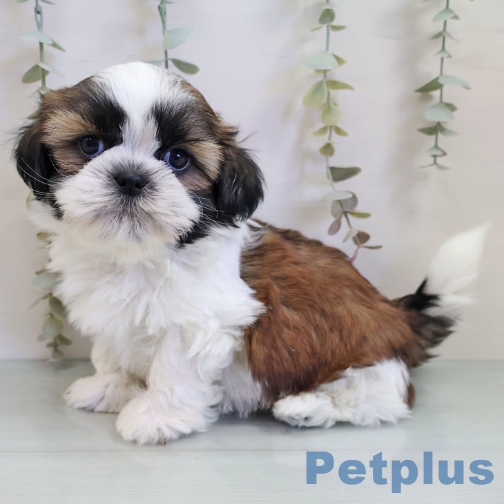 シー・ズーの写真2