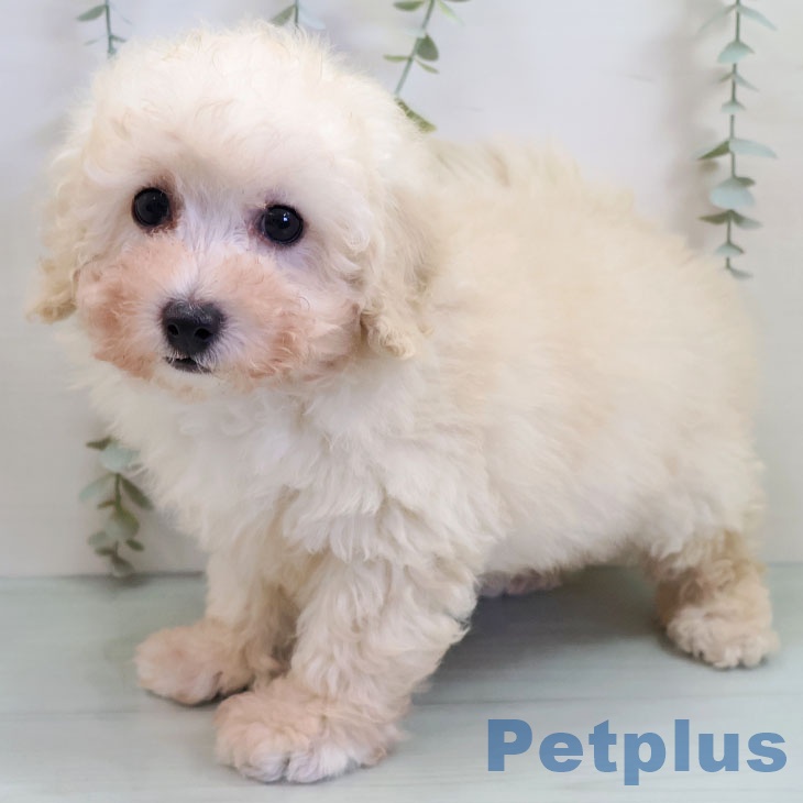 トイ・プードル