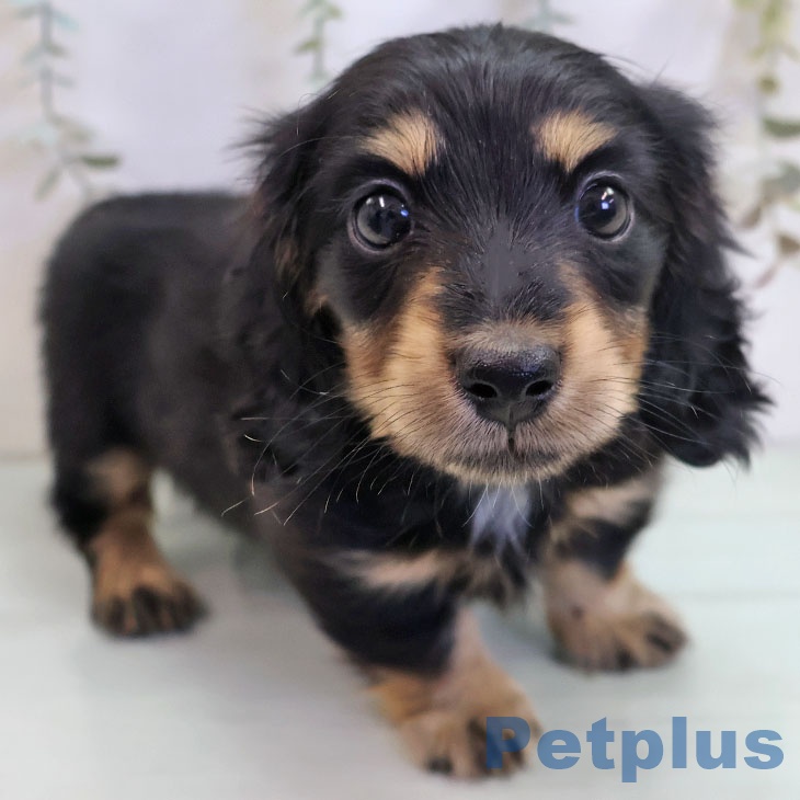 ミニチュア・ダックスフンド