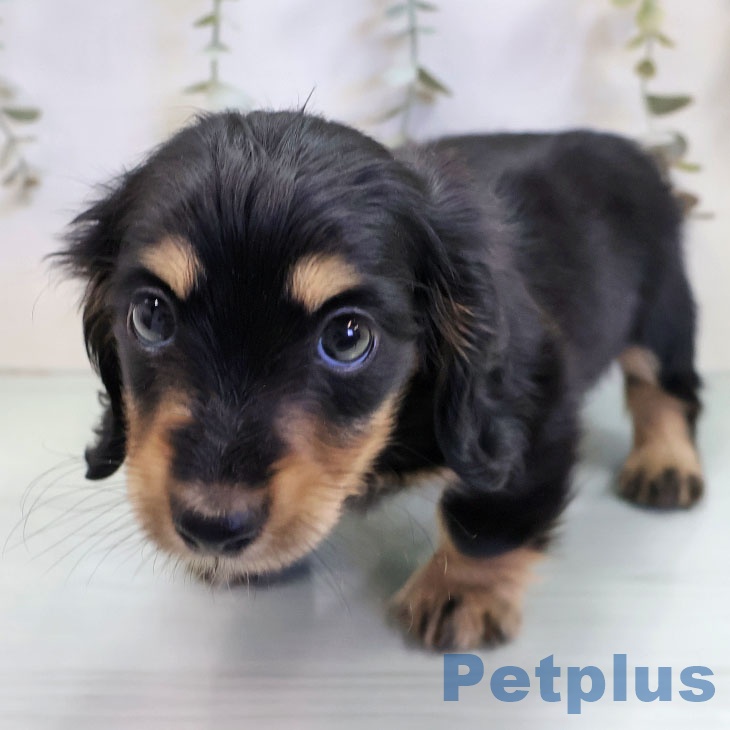 ミニチュア・ダックスフンド