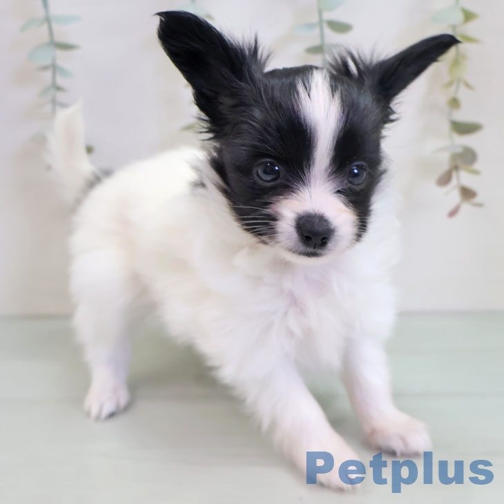 パピヨンの写真2