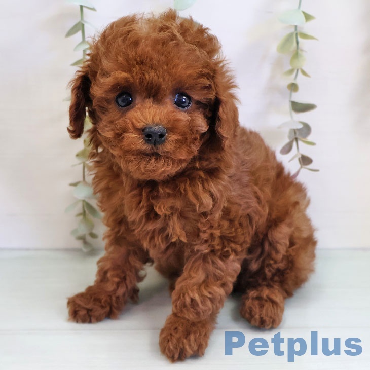 トイ・プードル