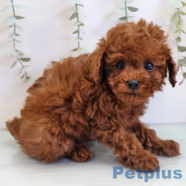 トイ・プードルの写真2