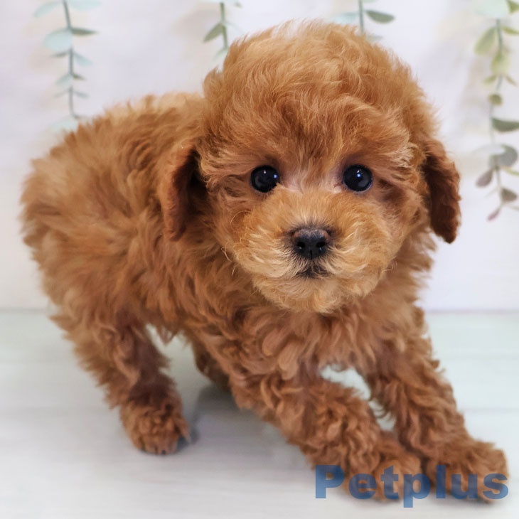 トイ・プードル