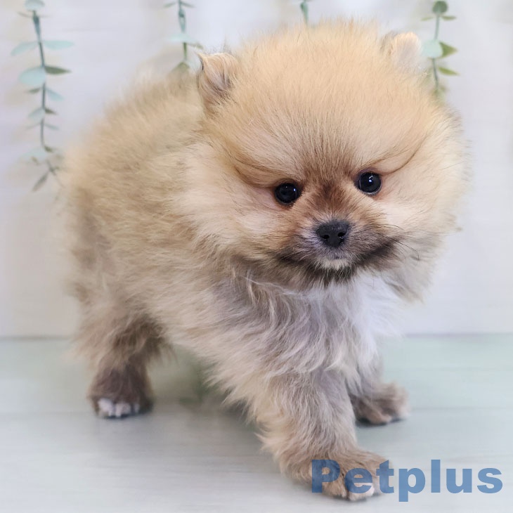 ポメラニアンの写真2
