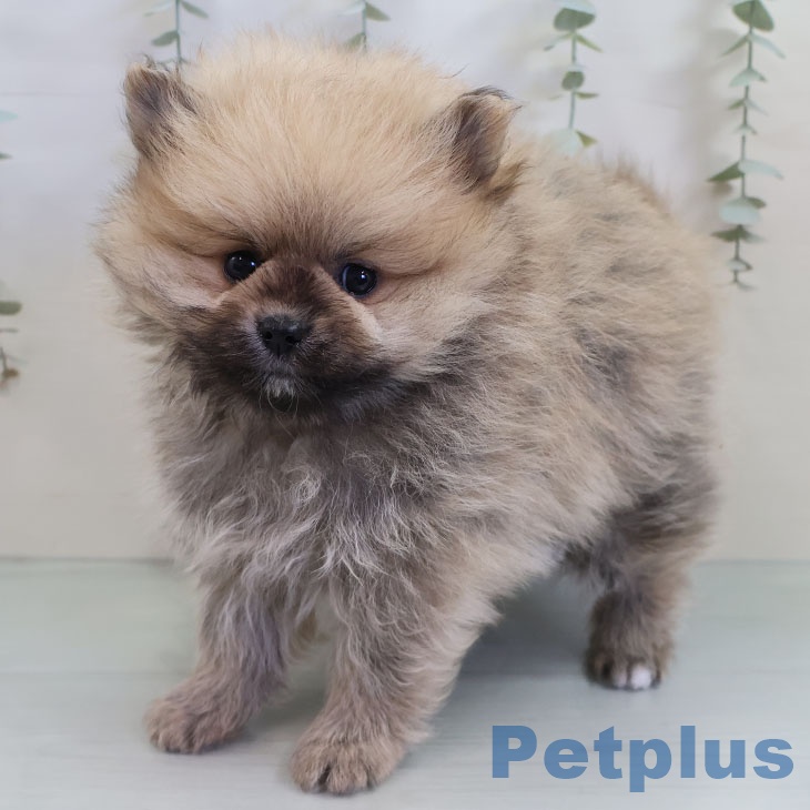 ポメラニアンの写真2