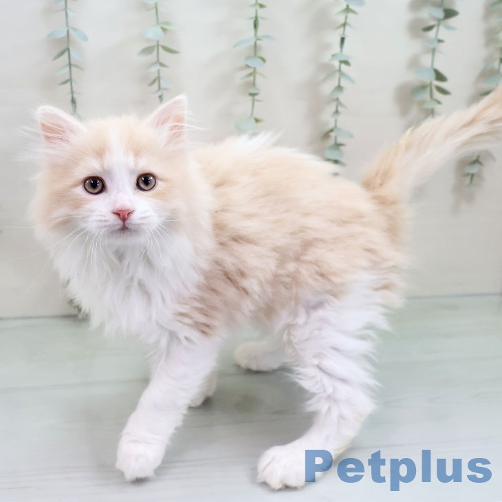 ラガマフィンの写真2