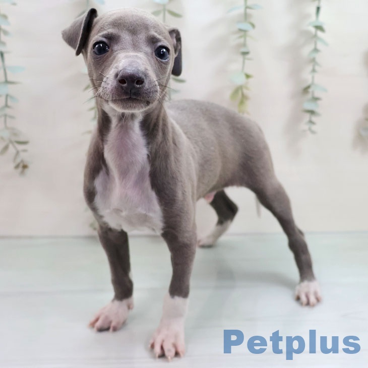 イタリアン・グレーハウンド