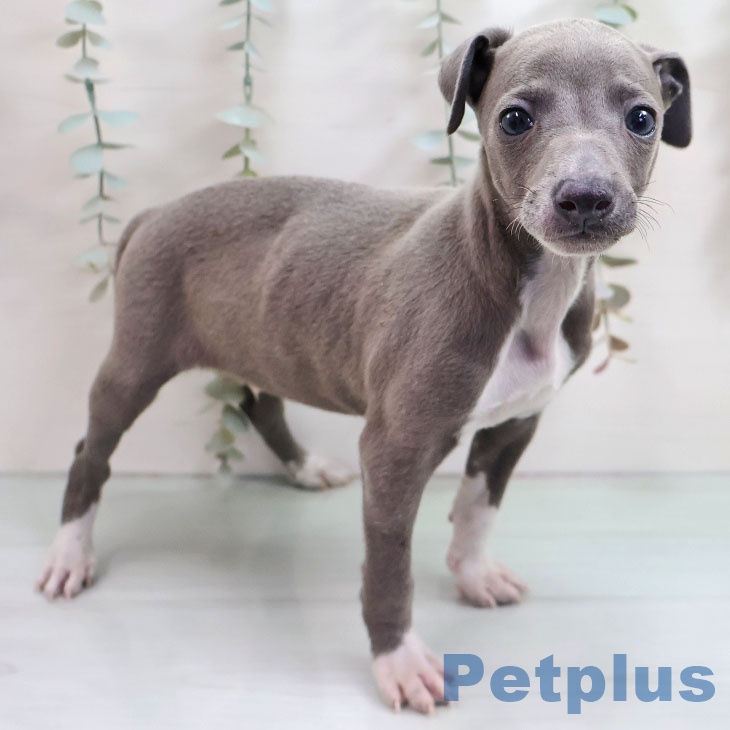 イタリアン・グレーハウンドの写真2