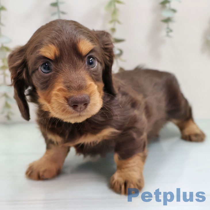 カニーンヘン・ダックスフンド