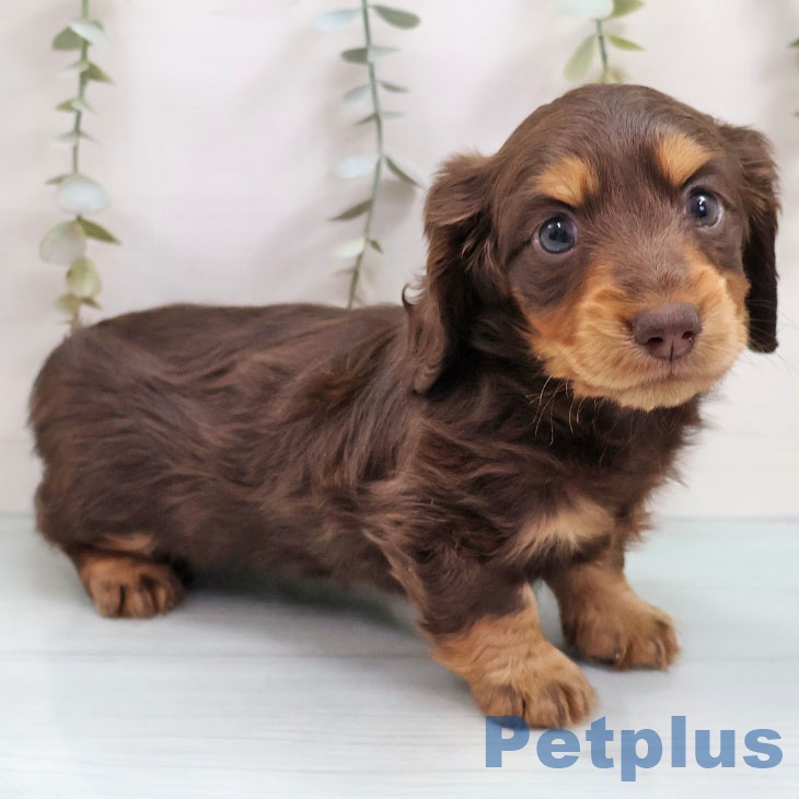 カニーンヘン・ダックスフンドの写真2