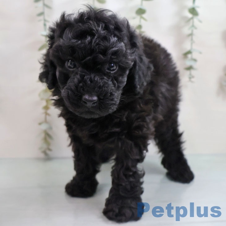 トイ・プードル