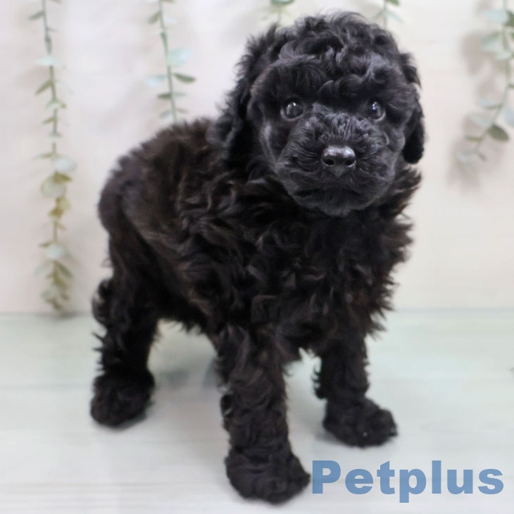 トイ・プードルの写真2