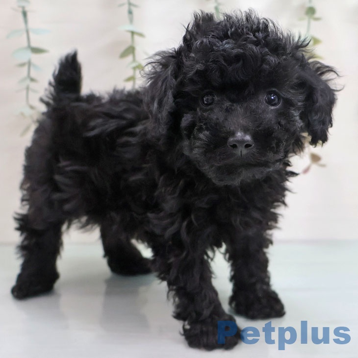 トイ・プードル