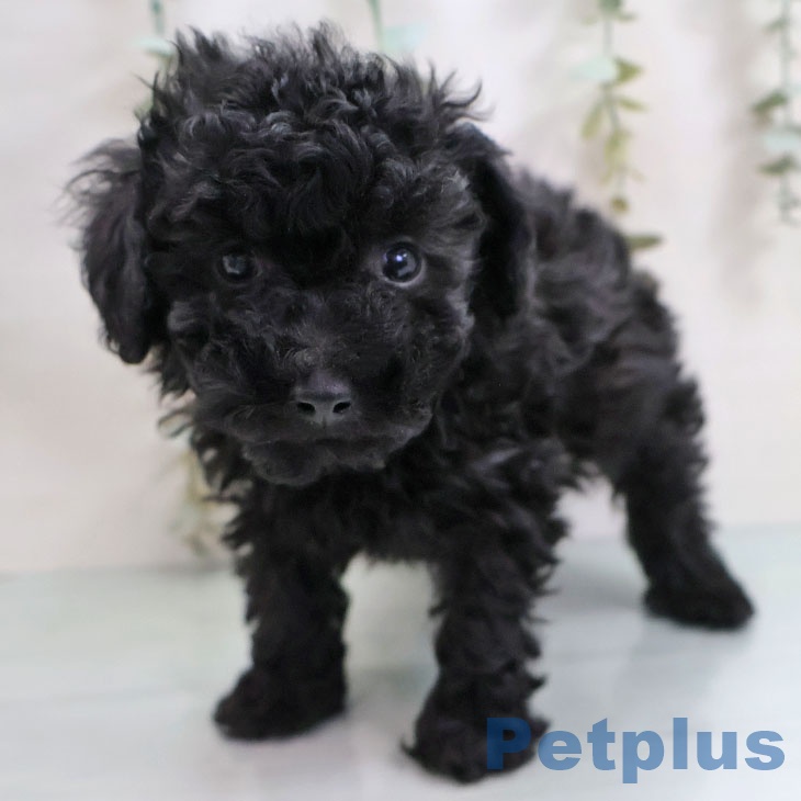 トイ・プードルの写真2