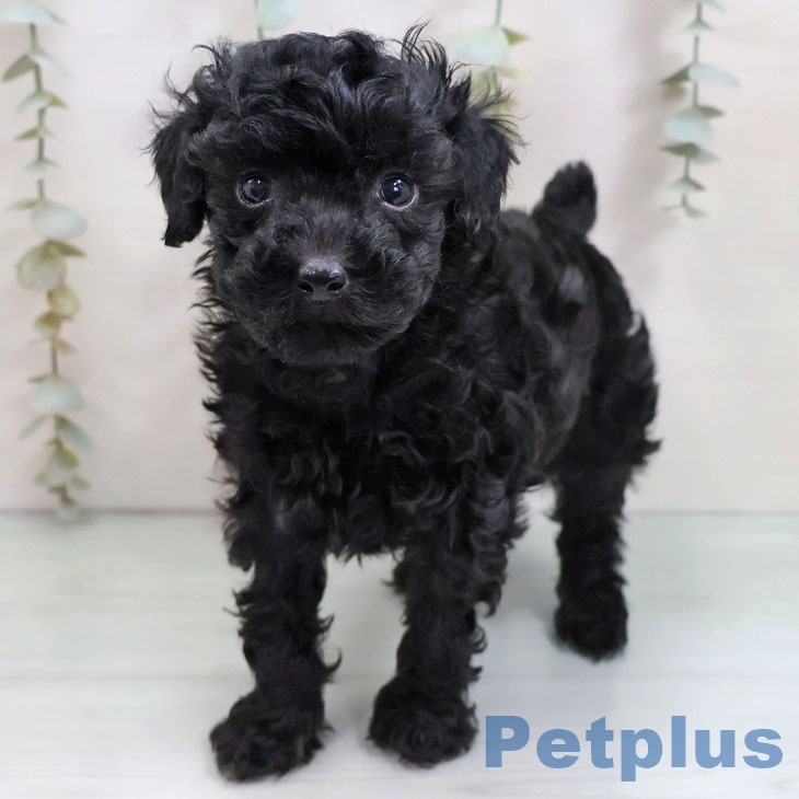 トイ・プードルの写真2