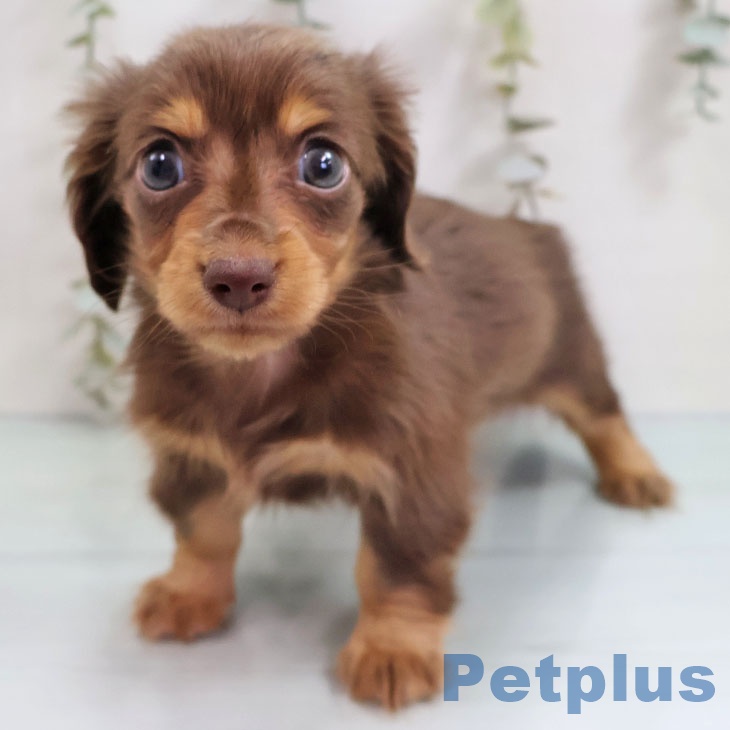 カニーンヘン・ダックスフンド