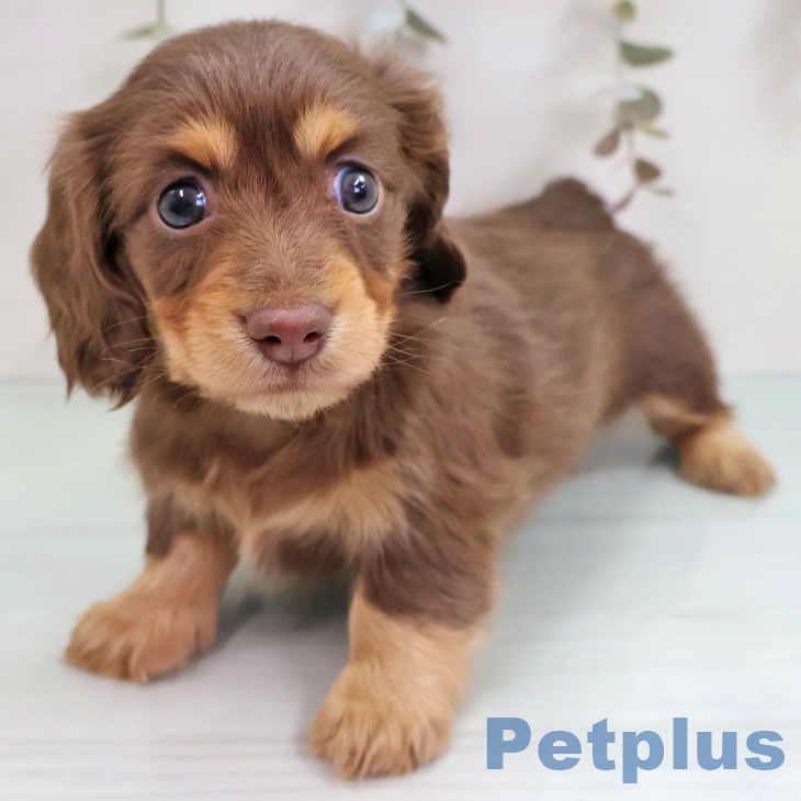 カニーンヘン・ダックスフンド