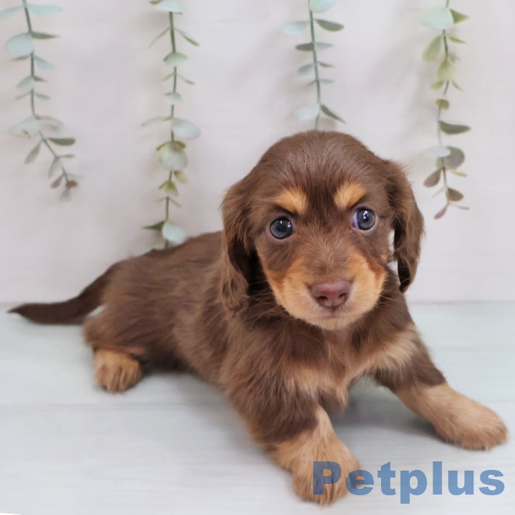 カニーンヘン・ダックスフンドの写真2