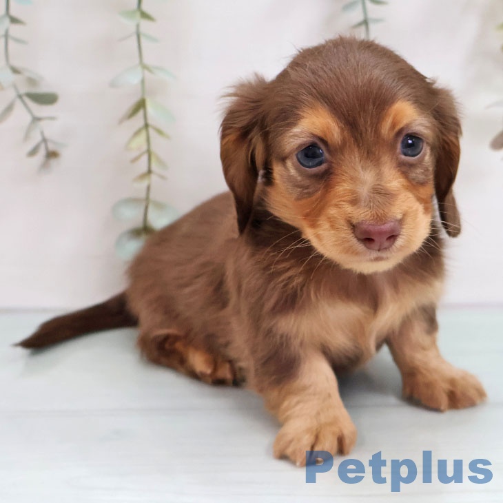 カニーンヘン・ダックスフンドの写真2