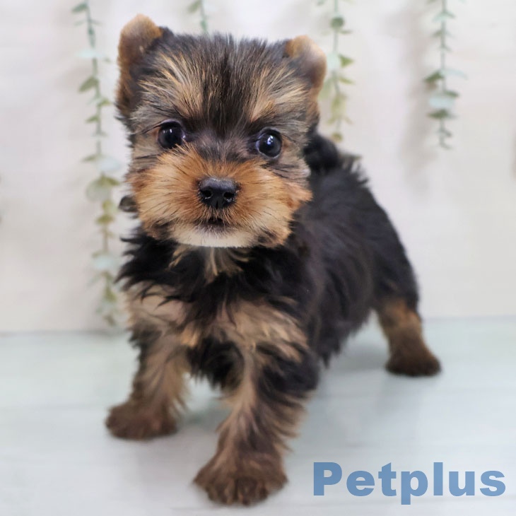 ヨークシャー・テリア