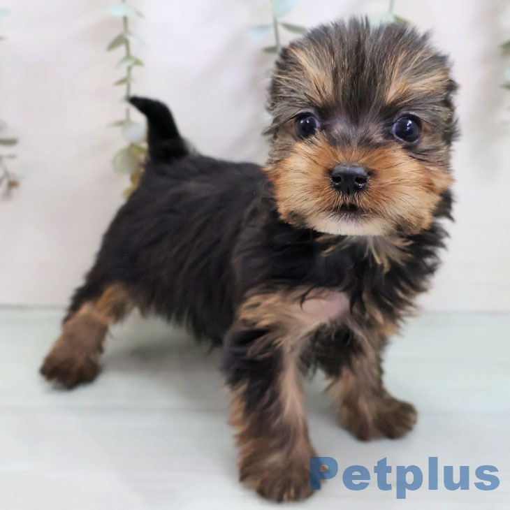 ヨークシャー・テリアの写真2