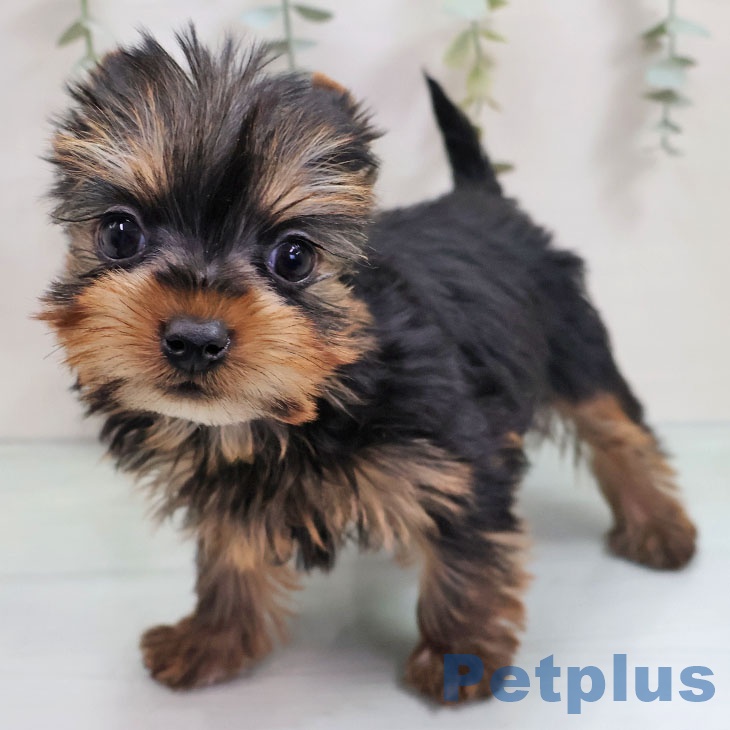 ヨークシャー・テリア