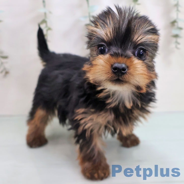 ヨークシャー・テリアの写真2