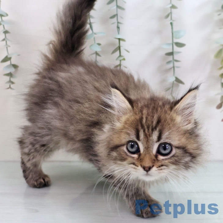 ラガマフィンの写真2