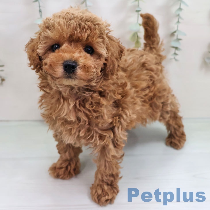 トイ・プードル