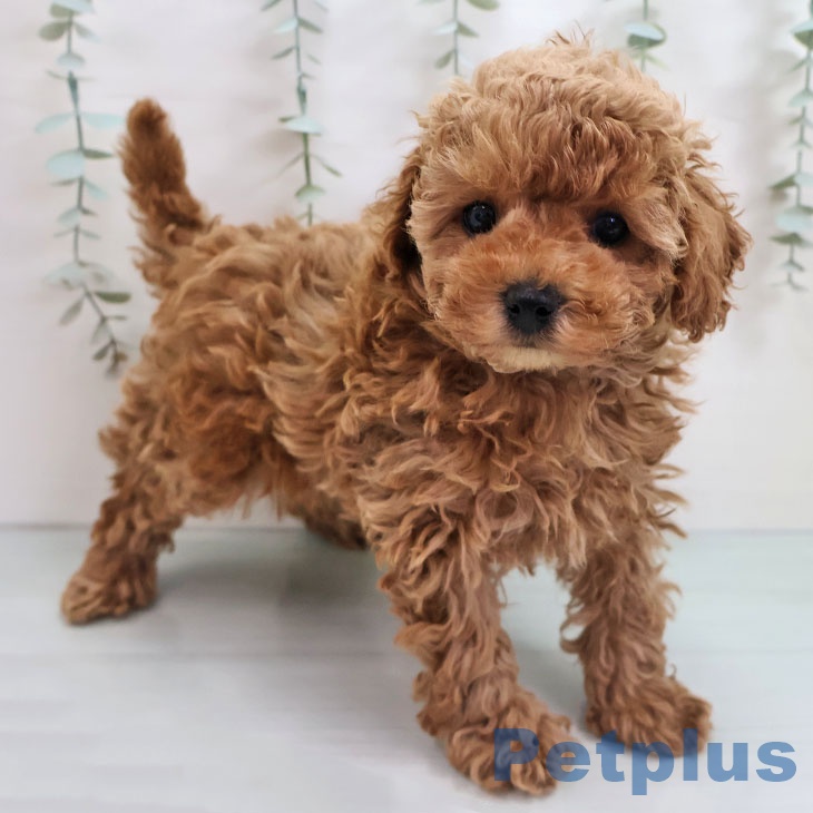 トイ・プードルの写真2