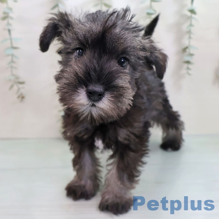 ミニチュア・シュナウザー