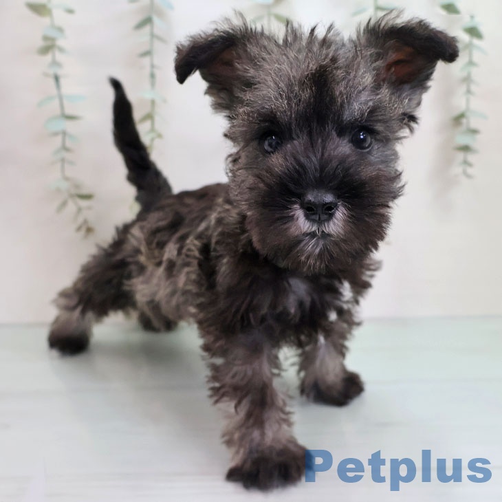 ミニチュア・シュナウザー