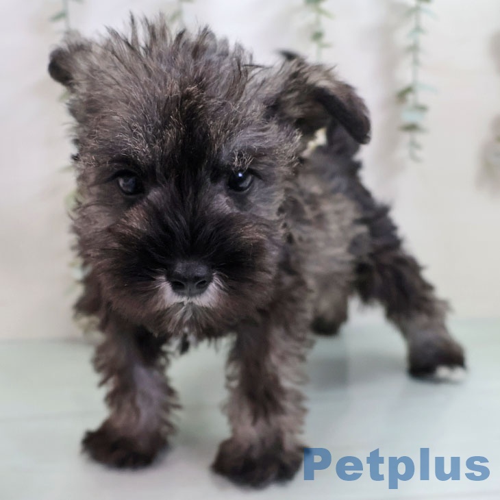 ミニチュア・シュナウザーの写真2