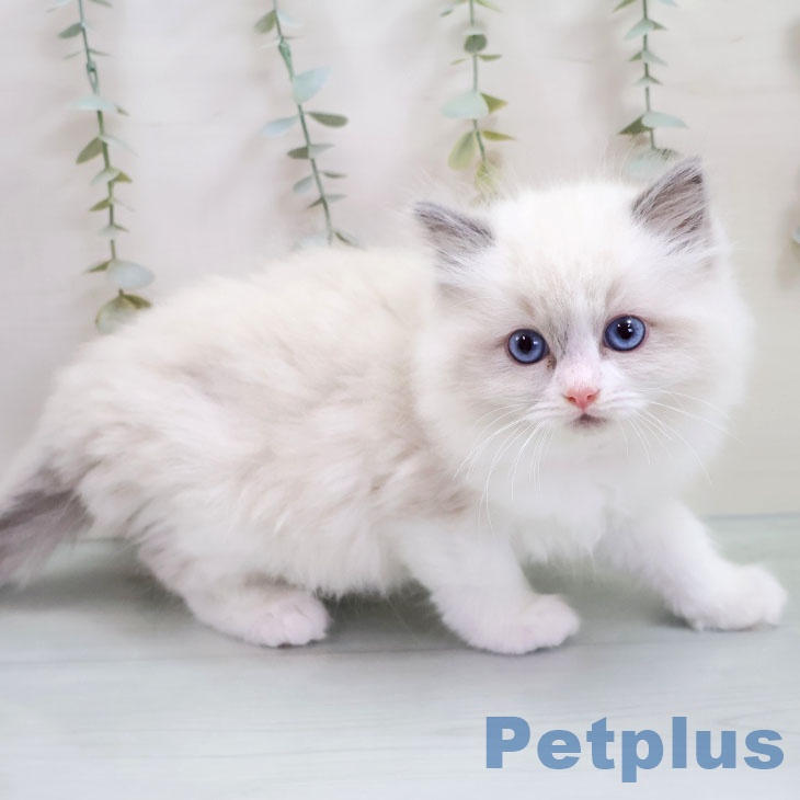 ラグドールの写真2