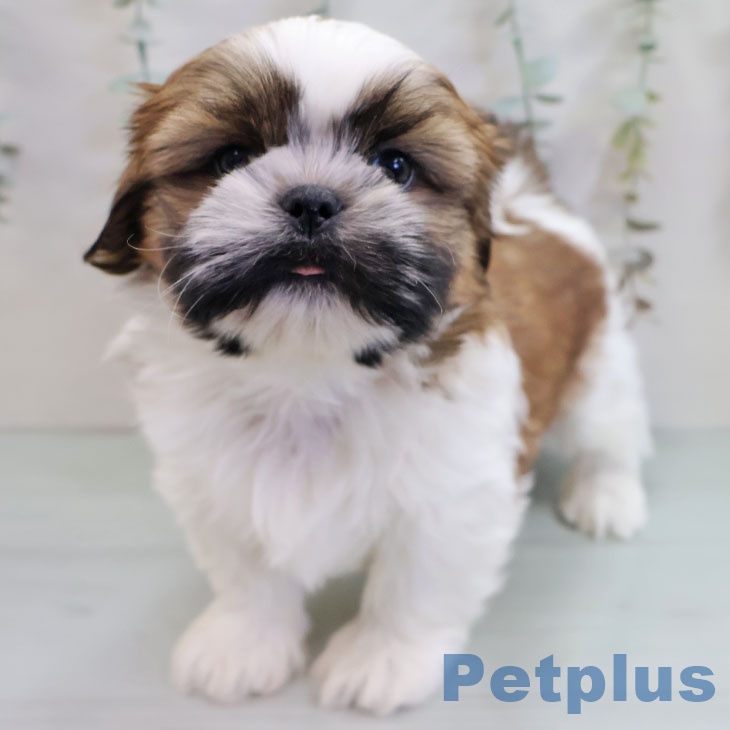 シー・ズーの写真2