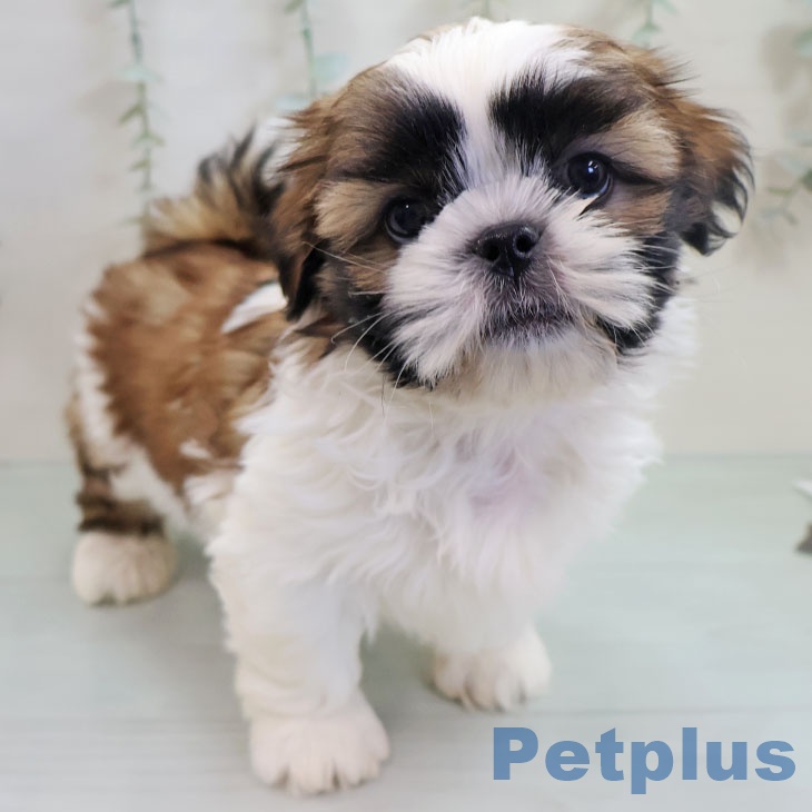 シー・ズーの写真2