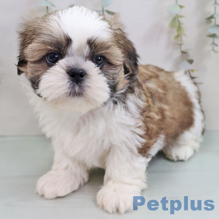 シー・ズーの写真2