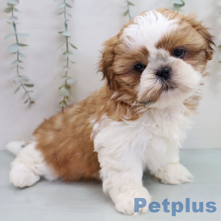 シー・ズーの写真2