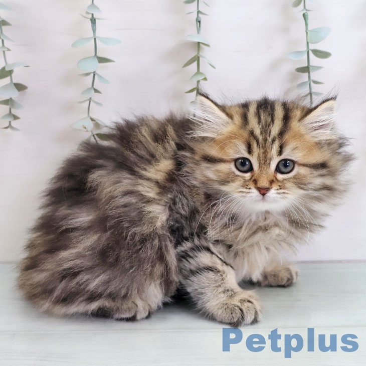 ペルシャの写真2