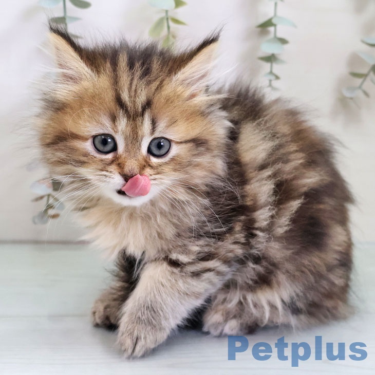 ペルシャの写真2