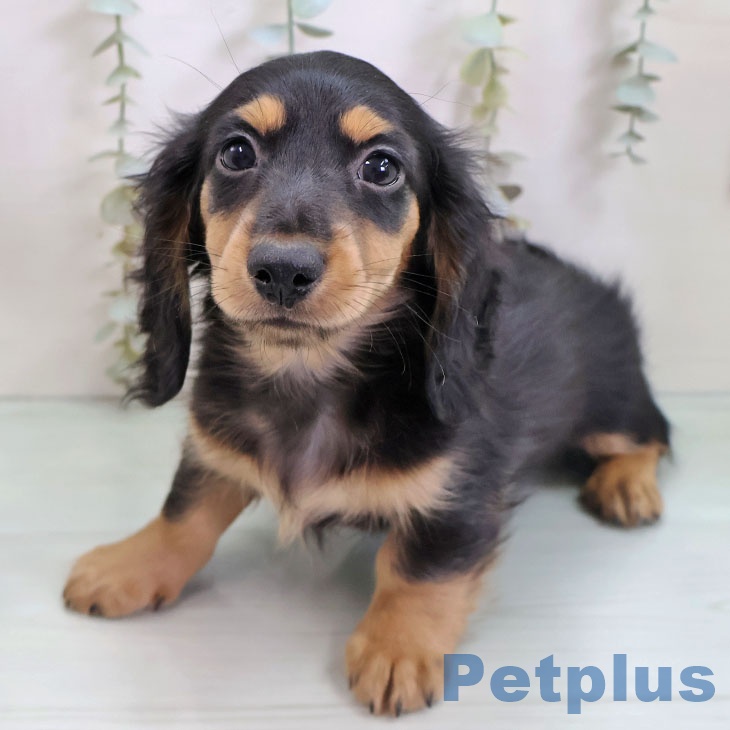 ミニチュア・ダックスフンド