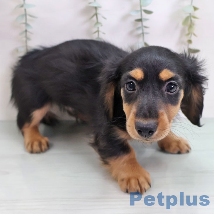 ミニチュア・ダックスフンドの写真2